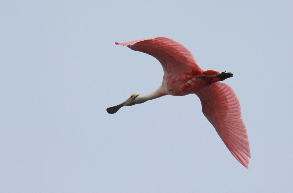 Spoonbill, Roseate, 2015-01098828 Merritt Island NWR, FL.JPG - Roseate Spoonbill. Merritt Island National Wildlife Refuge, MA, 1-9-2015